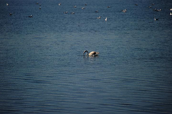 2Saline di Augusta 16.1.2011 (81).jpg